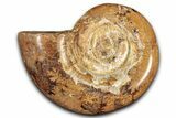 Jurassic Ammonite (Hemilytoceras) Fossil - Madagascar #349149-1